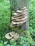 Shelf growing on tree