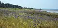 Coastal vegetation.