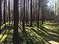 Pinewood