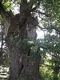 Oak (nature heritage)