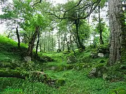 Sehezar jungle