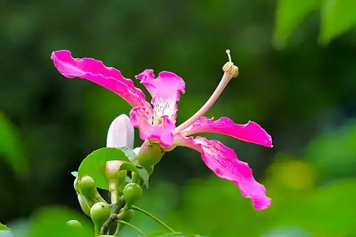 Macro image