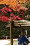 Autumn foliage