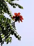 Phyllotaxy