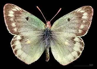 Colias phicomone, male