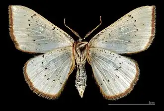 ♂ △