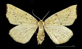 ♀