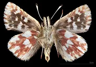 Ventral side