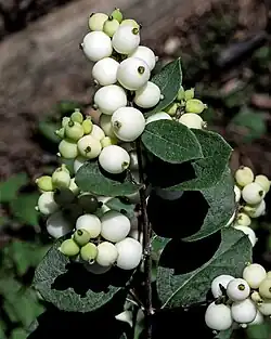 Fruit