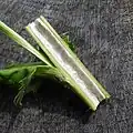Stem (halved)