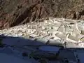 Maras