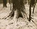1000 Oaks, 1897. Albumen silver print, 18 x 23&nbsp;cm. The Wassmann Foundation, Washington, D.C.