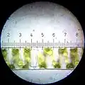 Spirogyra.&nbsp; Each numbered tick = 20 μM