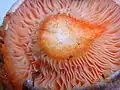 Flesh and lamellas of L. salmonicolor