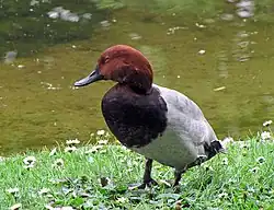 male