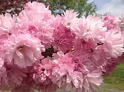 Cherry blossoms