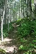 Along the Ben Eoin Trail