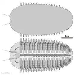 Life restoration of Tegopelte (Conciliterga)