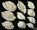 Foraminifera of Pag Island, Adriatic Sea -60 m, field width 5.5&nbsp;mm