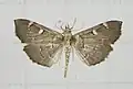 Archernis capitalis