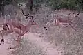 Impalas
