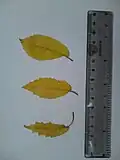 'Berardii'-like leaf (bottom)