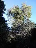 Same, summer, after loss of long lateral branch (2017)