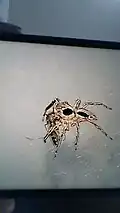 A male plexippus petersi feeding on a mosquito in Malaysia