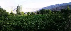 Vineyards in Hazaveh