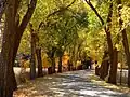 Fall leaves - Huntsville
