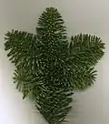 Foliage