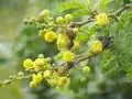Acacia karroo