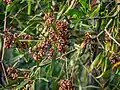 Seed pods