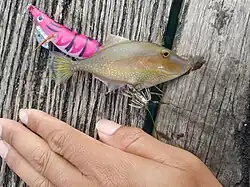 Showing size