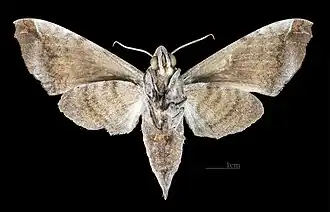 Female ventral view