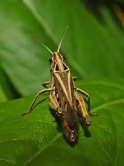 Dorsal view