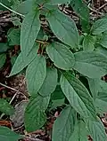 Leaves of Actinidia rufa