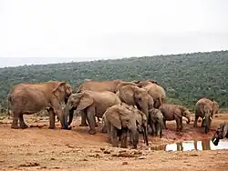Elephants at the Hapoor Dam in the park