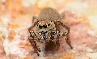 Female face