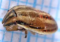 Nymph, last instar