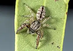 &nbsp;Afraflacilla grayorum from Kiwirrkurra Indigenous Protected Area in the Gibson Desert, Western Australia