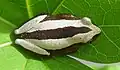 On a leaf of Jatropha curcas