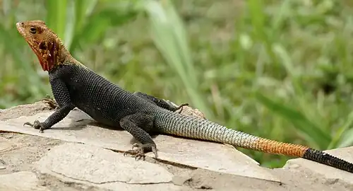 Male, in Ghana