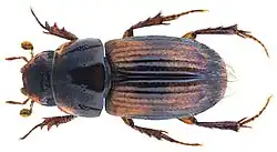 Aganocrossus amoenus