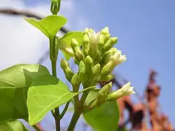 Urceola polymorpha