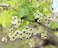 Silver Bells Akebia flowers