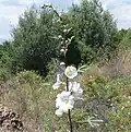 Topmost flowers