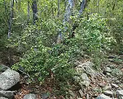 Habit