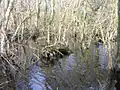 Broad Fen, Dilham