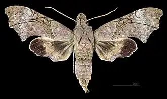 Female dorsal view
